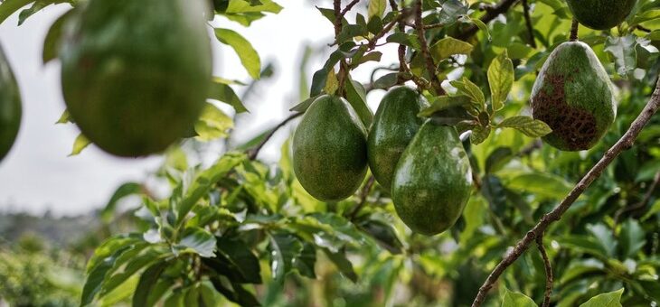 Фермеры Египта и Перу терпят миллионные убытки из-за прекращения импорта апельсинов и авокадо