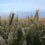 Китай создает зерновую житницу в Синьцзяне: в этом году план не менее 22 млн тонн зерна