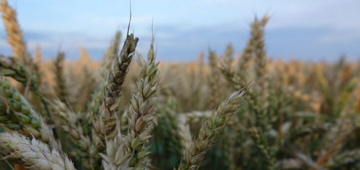 По прогнозам экспертов резкого скачка цена на мировом рынке твердой пшеницы не ожидается