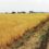 Станет ли Индия мировой пшеничной житницей
