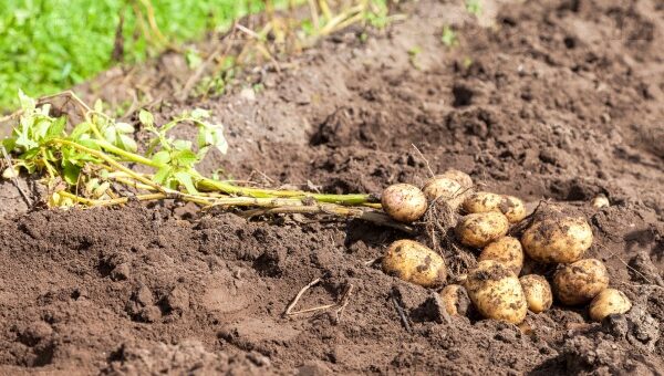 Органический картофель в Германии испытал на себе тяжелые последствия кризиса