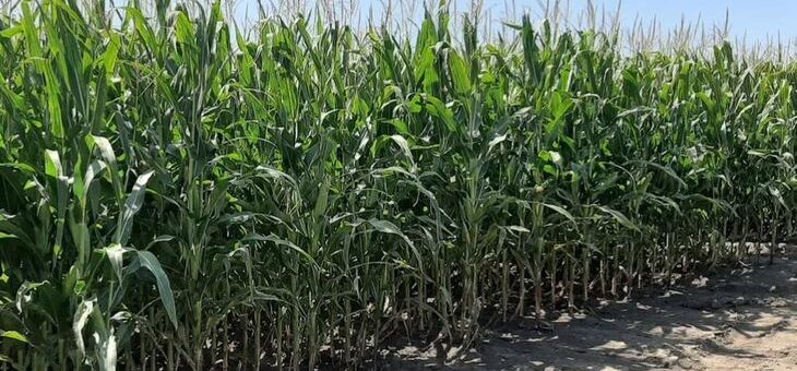 США намерены защищать свой экспорт ГМО кукурузы в Мексику