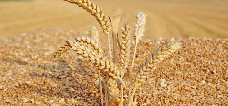 Рынок агрохимикатов для пшеницы увеличился на 60 процентов в 2022 году в Бразилии