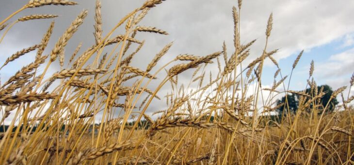 Турецкие селекционеры создадут сорта пшеницы с передовой устойчивостью к почвенным патогенам